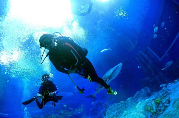 帕勞潛水攻略 帕勞潛水攻略