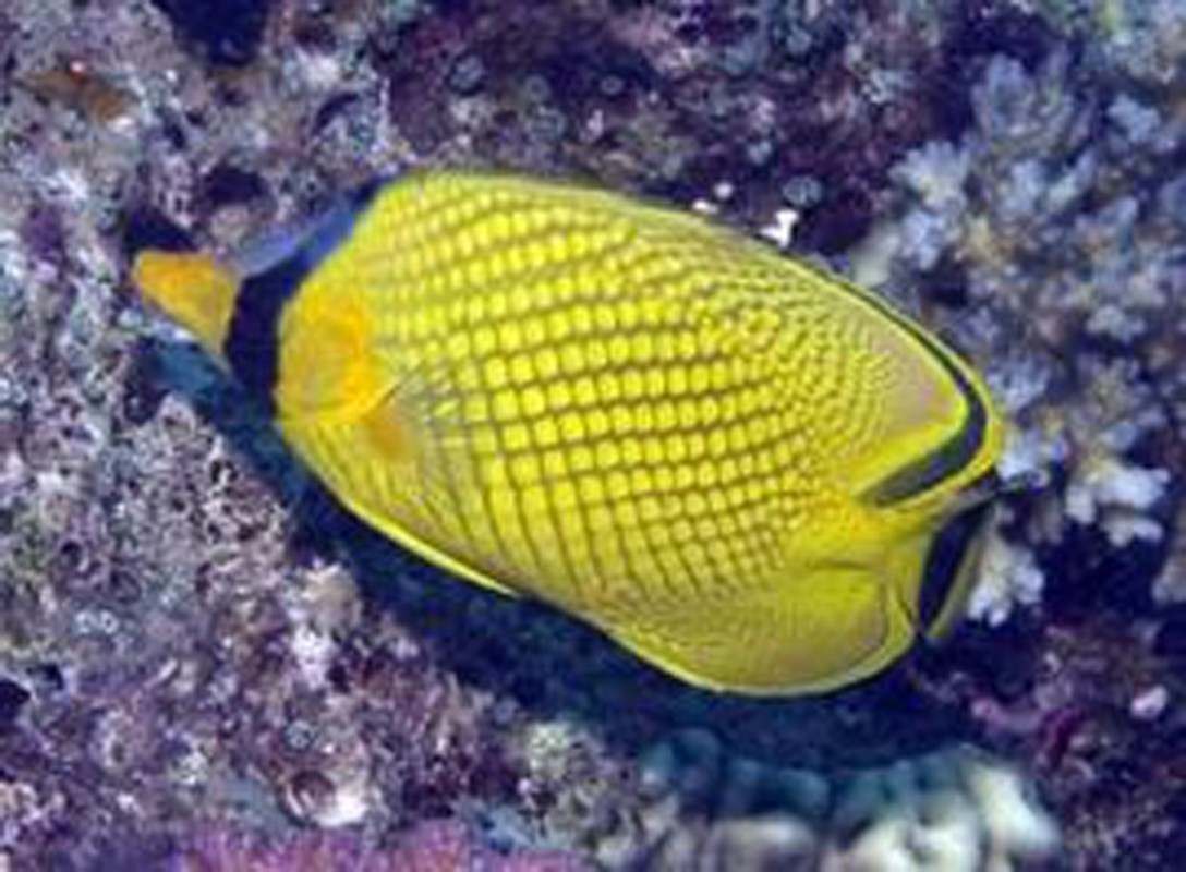 潛水服的重要性 潛水服的重要性