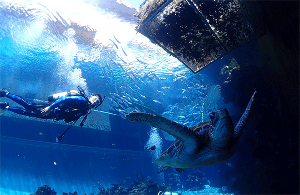 潛水常見問題，原來潛水沒你想的那么難