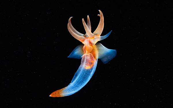 珍稀冰海精靈:“海天使” 珍稀冰海精靈:“海天使”