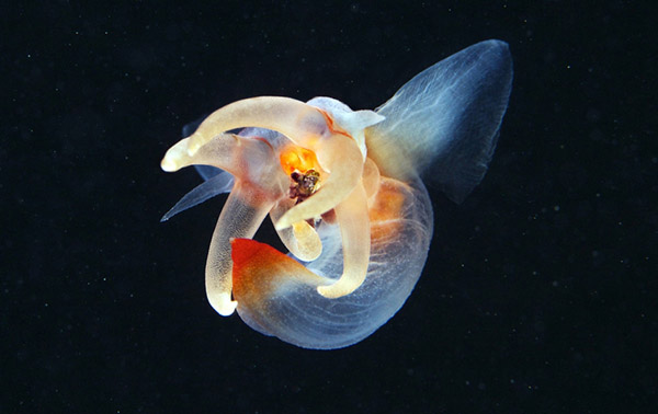 珍稀冰海精靈:“海天使” 珍稀冰海精靈:“海天使”